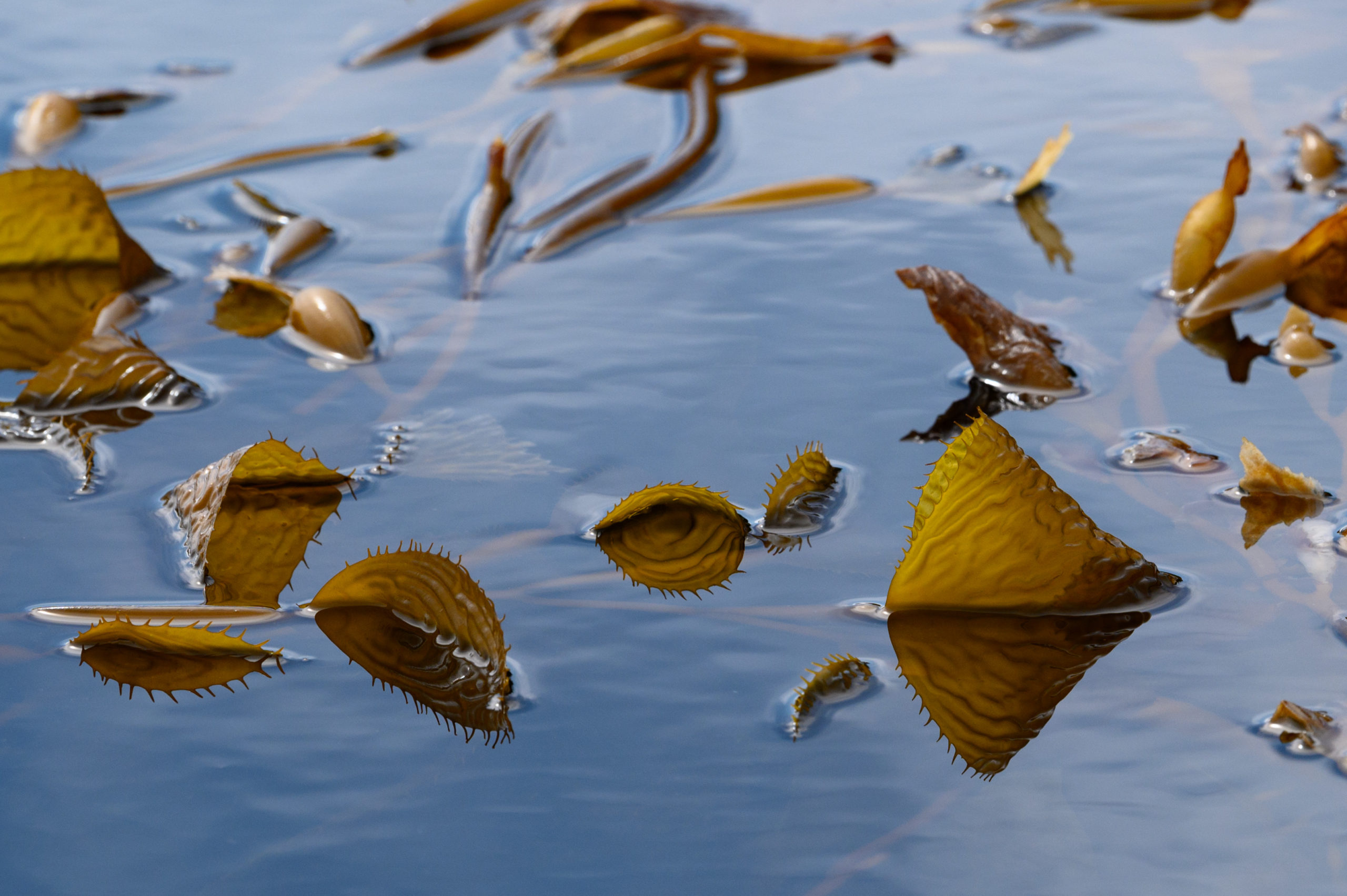 Kelp Initiative Branding Case Study